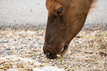 Female elk eating acorns 