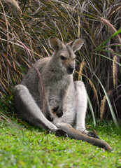Cute wallaby sitting on the grass.