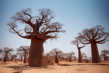 Fototapeta na wymiar African baobabs in the savannah at sunny day, generative AI