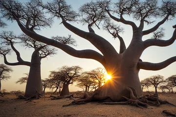 Selbstklebende Fototapeten African baobabs in the savannah at sunrise, generative AI © Paulina
