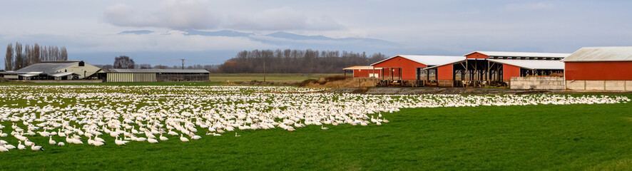 Large flock of snow geese feeding in a winter field, classic red barn in the background
