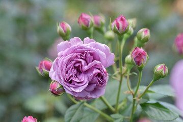 カインダー・ブルー　バラの花