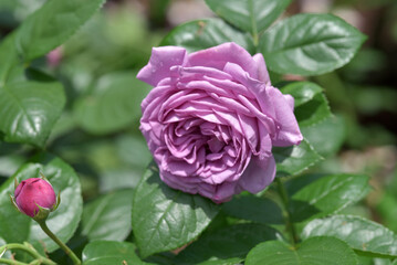 カインダー・ブルー　バラの花