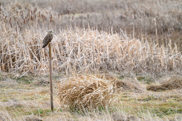 Short-eared owl perched on a wood post in a winter landscape, brown field of dried grasses and cat tails 
