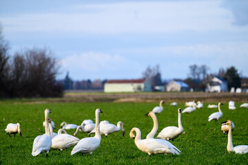 Large white trumpeter swans resting and feeding in a green winter field
