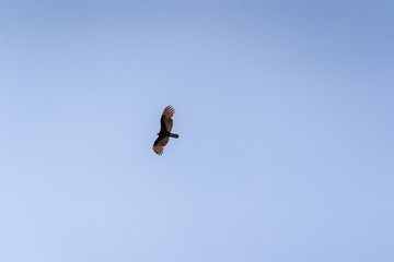 A Turkey vulture (Cathartes aura) flies over the Mayan ruin complex at Chichen Itza.