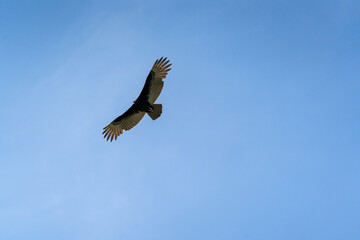 Obraz na płótnie Canvas A Turkey vulture (Cathartes aura) flies over the Mayan ruin complex at Chichen Itza.