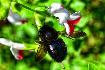 Macro Bee