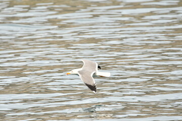 GAVIOTA PATIAMARILLA