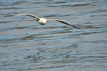 GAVIOTA PATIAMARILLA