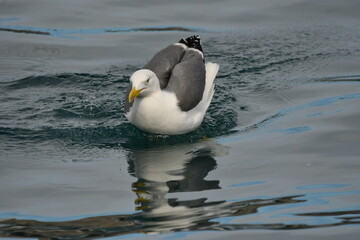 GAVIOTA PATIAMARILLA