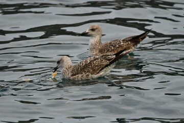 GAVIOTA PATIAMARILLA
