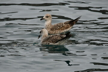 GAVIOTA PATIAMARILLA