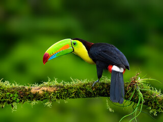 Keel-billed Toucan portrait on mossy stick against dark green background