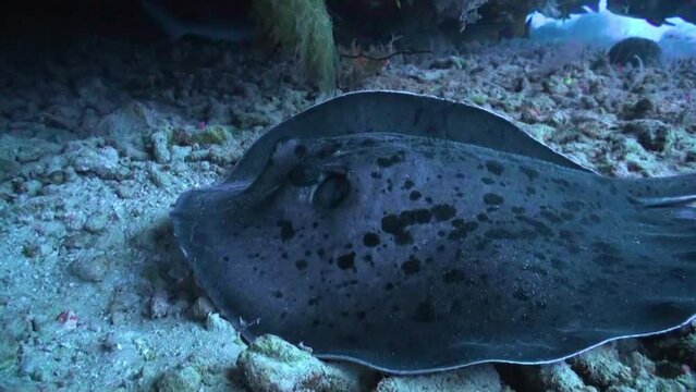 Back-spotted stingray descends to bottom of underwater ocean in Maldives. Black-spotted Stingray is unique species of ray found in ocean, easily recognizable by its distinctive tail.