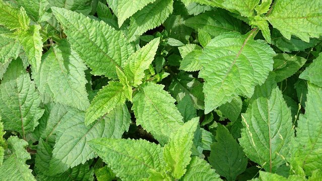 kirinyuh leaves, Chromolaena Odorata, wild plants useful for herbal medicine
