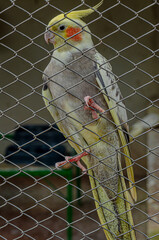 bird in cage