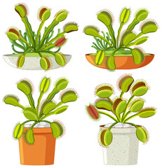 Set of venus flytrap plants isolated © blueringmedia