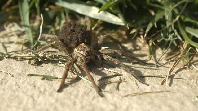 CLOSE UP: Tarantula wolf spider carrying little spiderlings on her abdomen. Lycosa tarantula on warm stone with offspring on her back. Venomous eight-legged predator hunting pests in the backyard.