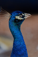 portrait of a peacock