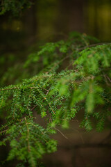 Beautiful Green Pine Branches in the forest in New York