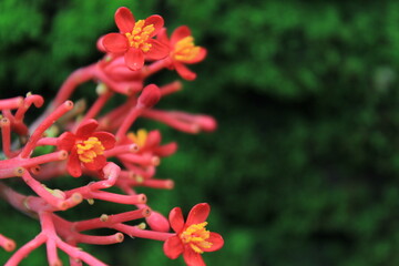 beautiful pincilin flower