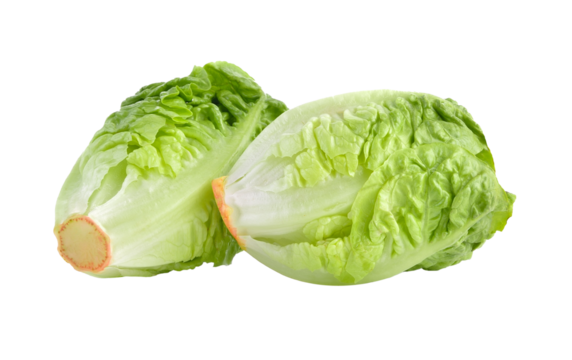 fresh baby cos (lettuce) on  transparent png