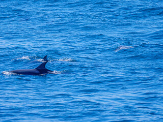 Fototapeta premium Two Fins