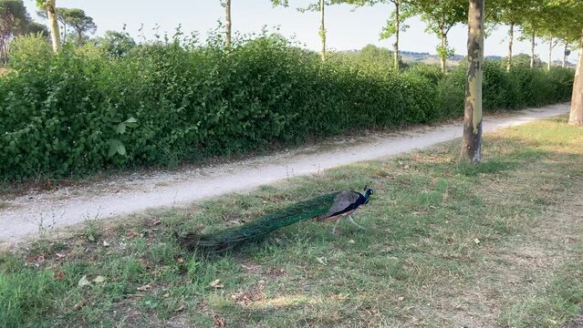 Curious view of a blue peacock moving furtively along a road near Abbadia di Fiastra (Fiastra Abbey Nature Reserve) with tail feathers that are coloured a brilliant metallic green amongst eyespots