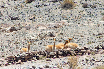 vicuña troop in the Loa foothills