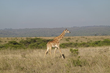 Kenya - Nairobi National Park - Giraffe