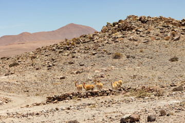 Fototapeta na wymiar vicuña troop in the Loa foothills