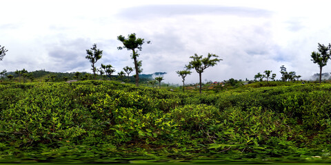 Fototapeta na wymiar Mountain landscape with tea estate in Sri Lanka. 360 panorama VR.