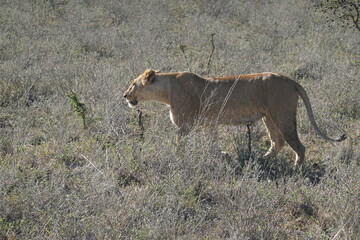Kenya - Nairobi National Park - Lion