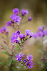 Obraz premium Bright Purple Iron Weed Wildflowers growing in New York