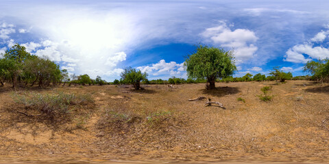 Savannah and forest in Kumana national park, Sri Lanka. Savanna and grass fields. 360 panorama VR.
