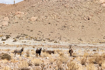 wild donkeys in the atacama desert