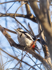 Little woodpecker sits on a tree trunk. The great spotted woodpecker, Dendrocopos major