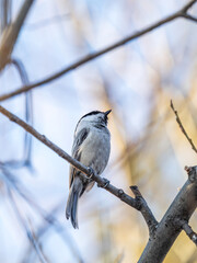 Cute bird the willow tit, song bird sitting on a branch without leaves in the winter.