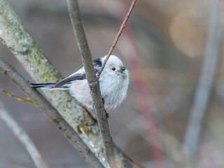 European long-tailed tit, latin name Aegithalos caudatus. A bird sitting on a branch in a deciduous forest.
