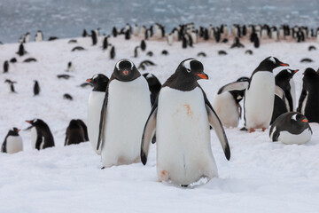 Obraz premium Gentoo penguin colony in Antarctica on the beach near water resting and walking