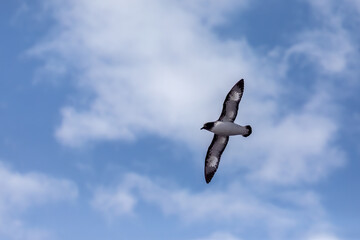 A Cape Petrel flies high above in Antarctica against the beautiful blue sky with clouds