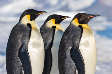 Emperor penguins of the Antarctic walking on an ice flow Snow Hill Antarctica