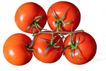 Five bright red freshly picked home grown tomatoes with leaves and stem