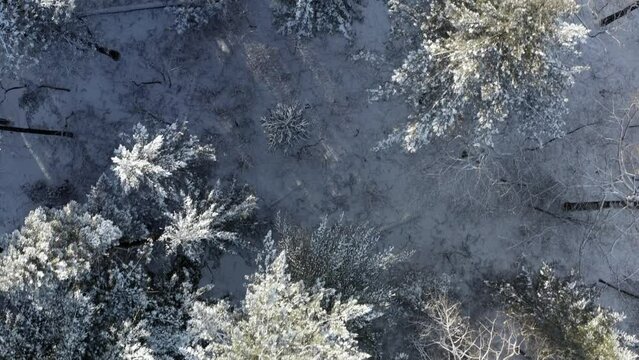 White Winterwonderland. DJI Mavic 2 Pro is flying above a snowy Forest in Winter with sattle evening light coming in sideways.