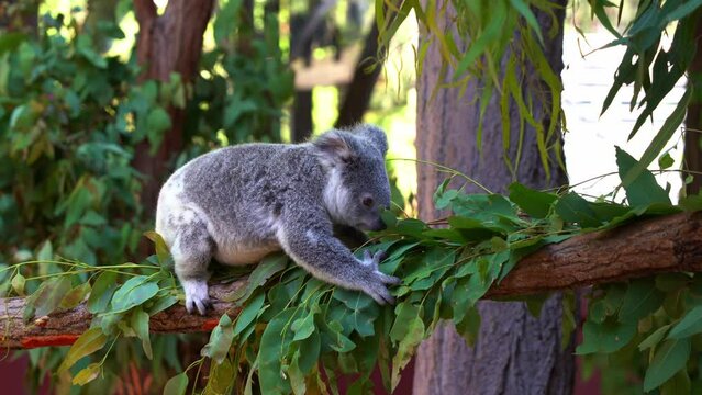 Close up shot captured a funny juvenile koala, phascolarctos cinereus climbing across the tree log, suddenly slip and freak out then slowly crawling backward, Australian native animal species.