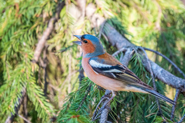 Common chaffinch, Fringilla coelebs, sits on a branch in spring on green background. Common chaffinch in wildlife.