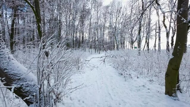 Pov shot of snowy path in forest woodland during winter - dolly forward