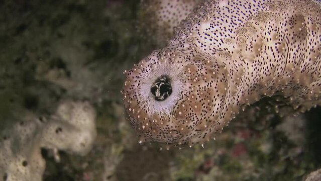 Close-up Sea Cucumber on underwater coral. Spotted Sea Cucumber (Holothuria stipulacea) is species of sea cucumber found in tropical waters. It is characterized by its spotted appearance.