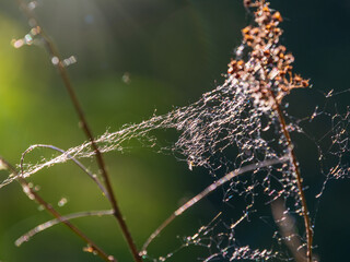 Graceful dry tree branch with cobwebs in the sunset light